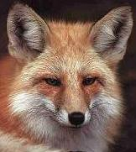 1COOLFOX